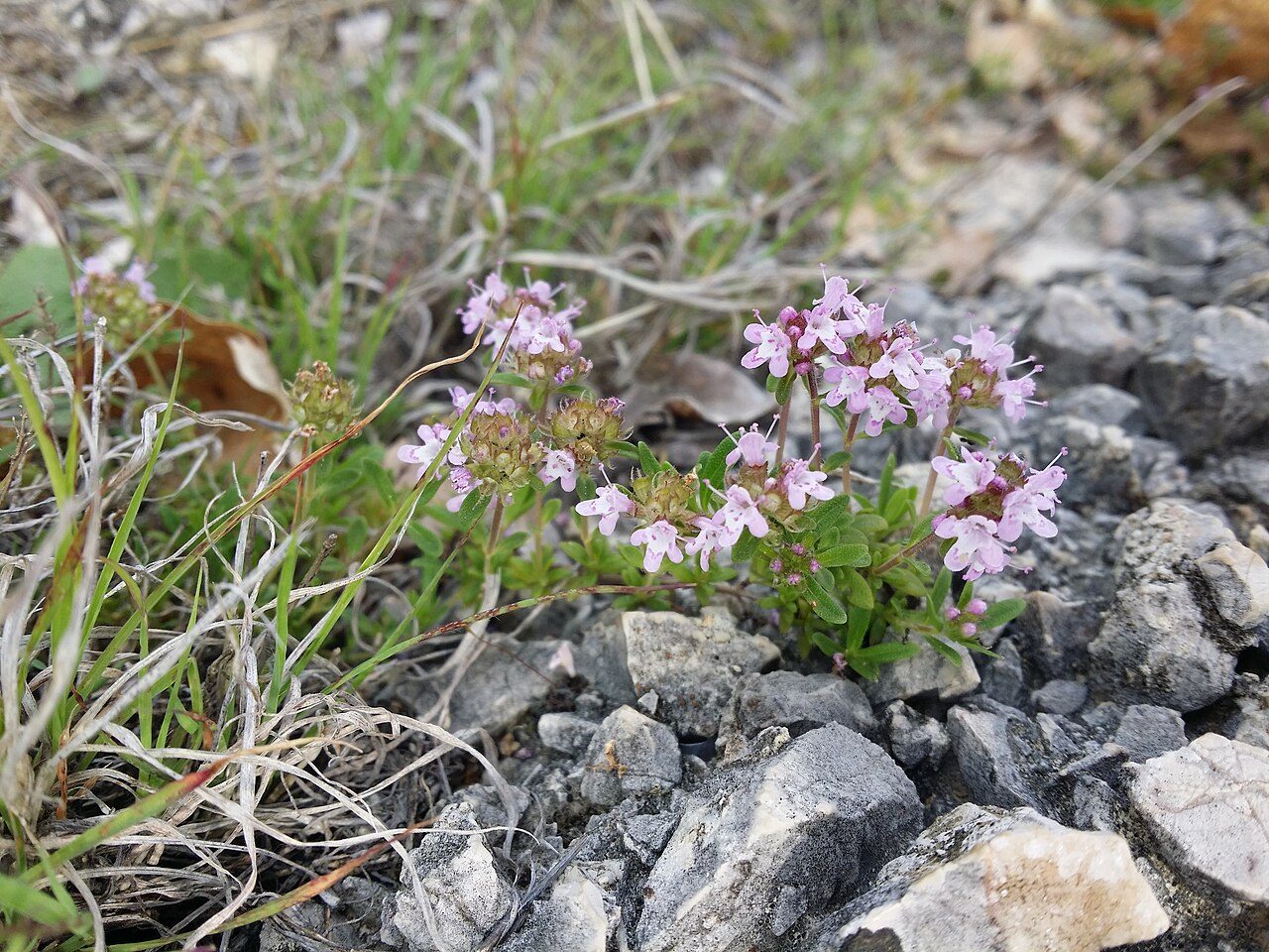 Thymus longicaulis 3