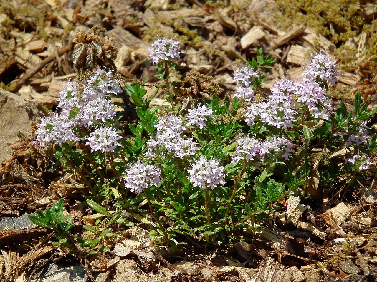 Thymus longicaulis 4