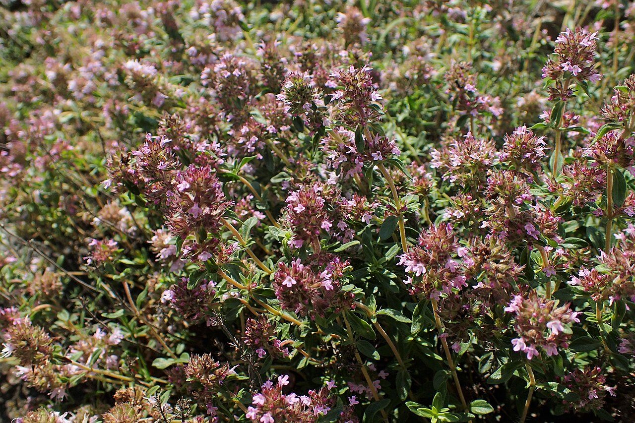 Thymus longicaulis 5