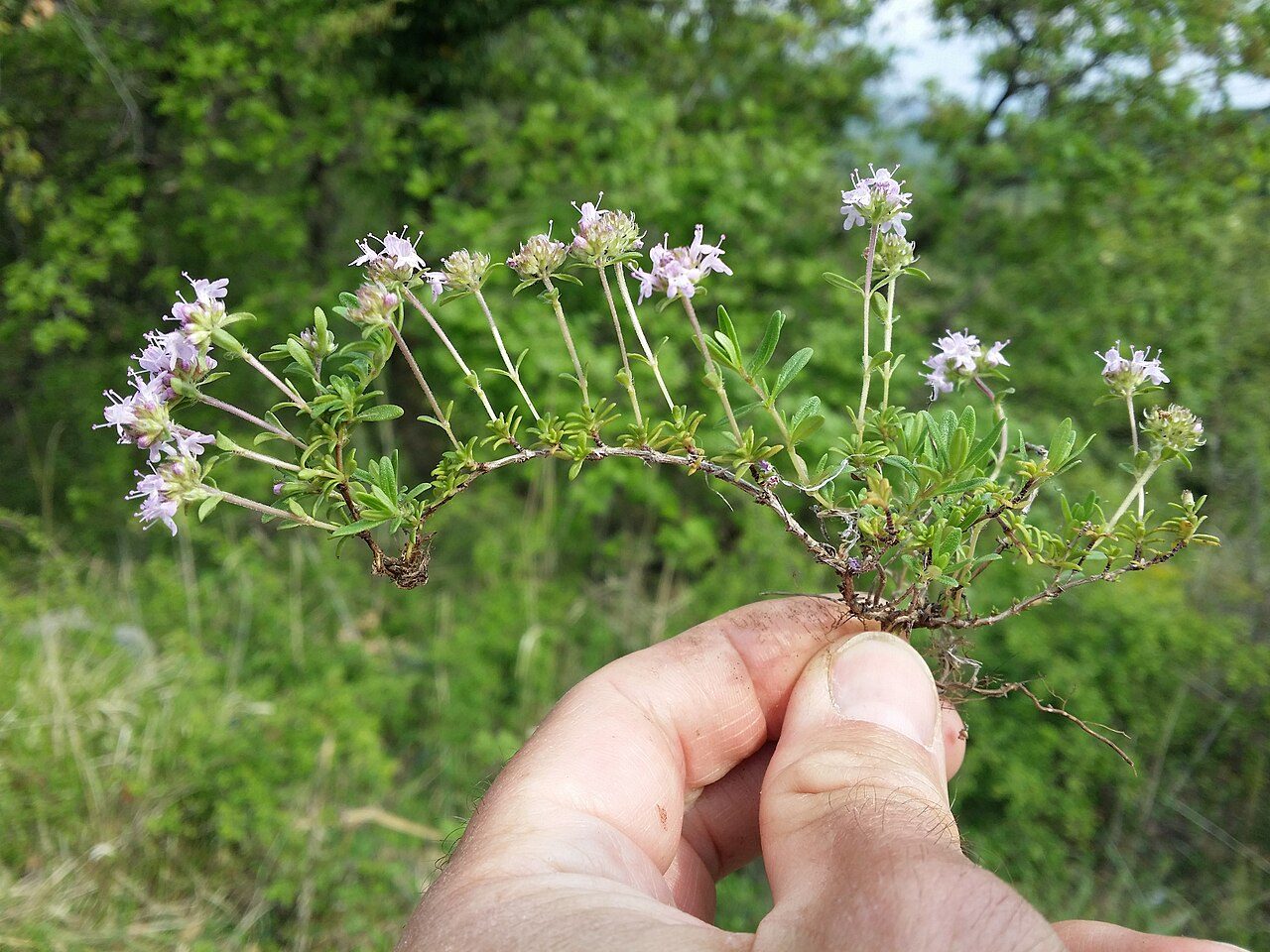 Thymus longicaulis 6