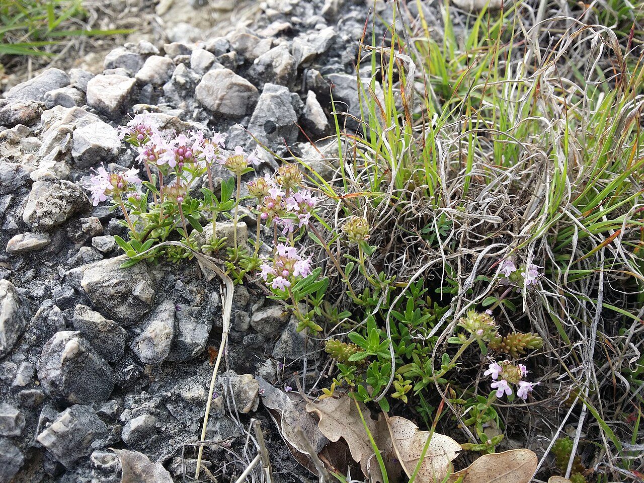 Thymus longicaulis 7