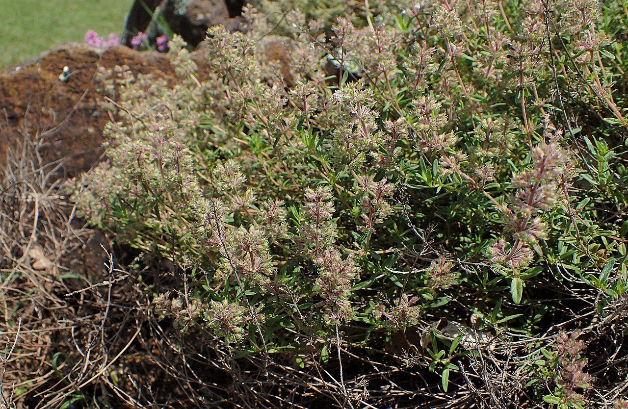 Thymus longicaulis 8