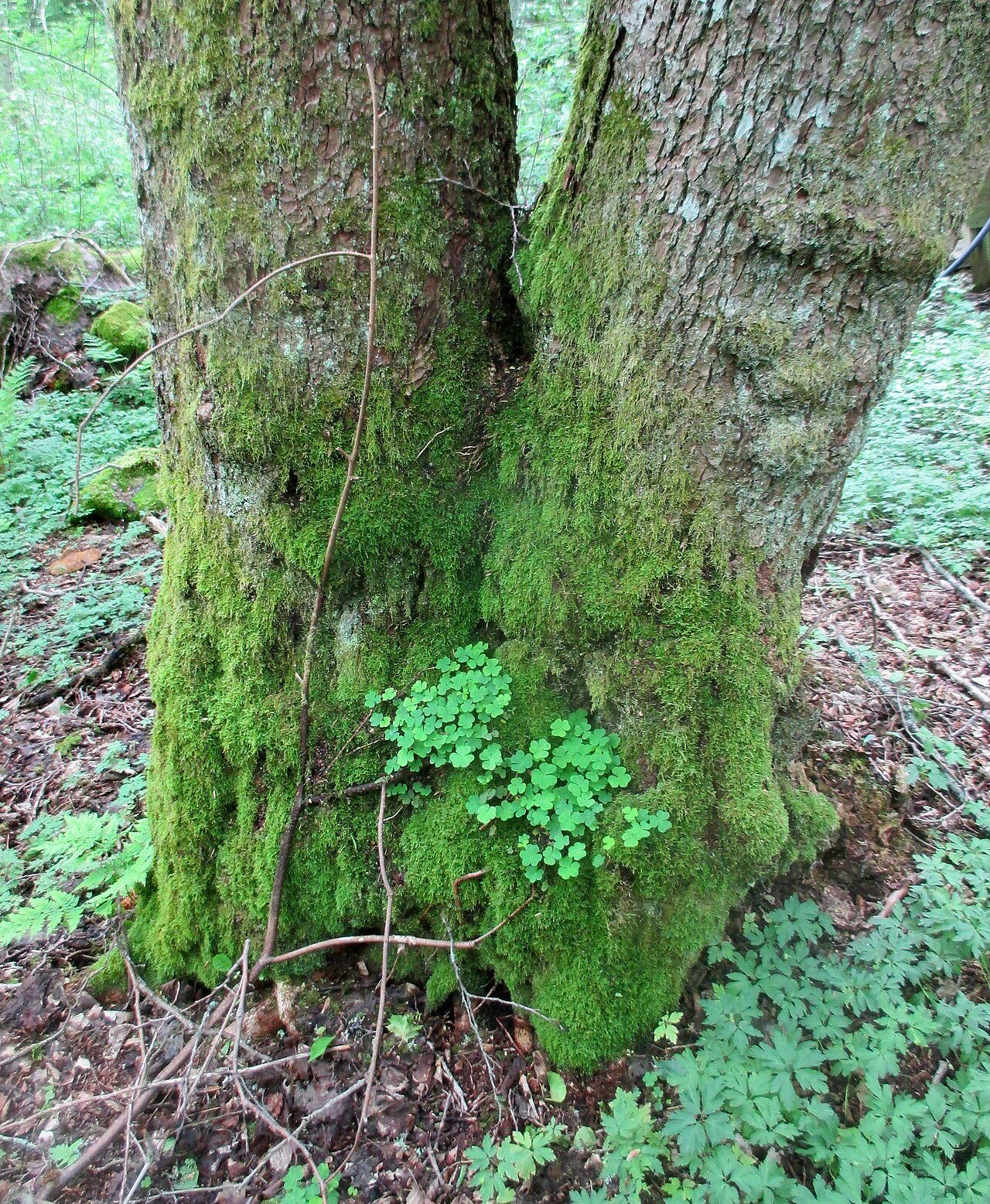 Zwarte els 7