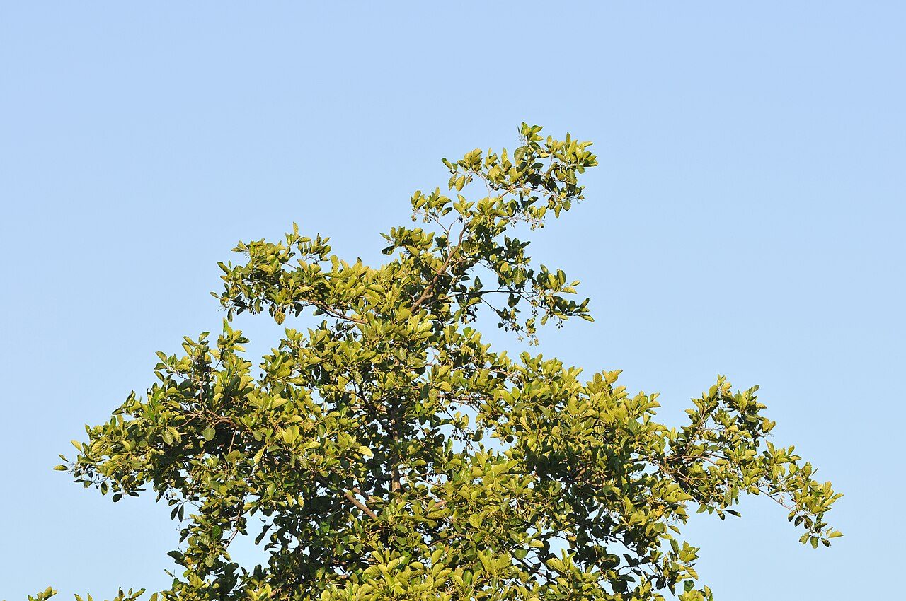Zwarte els 8