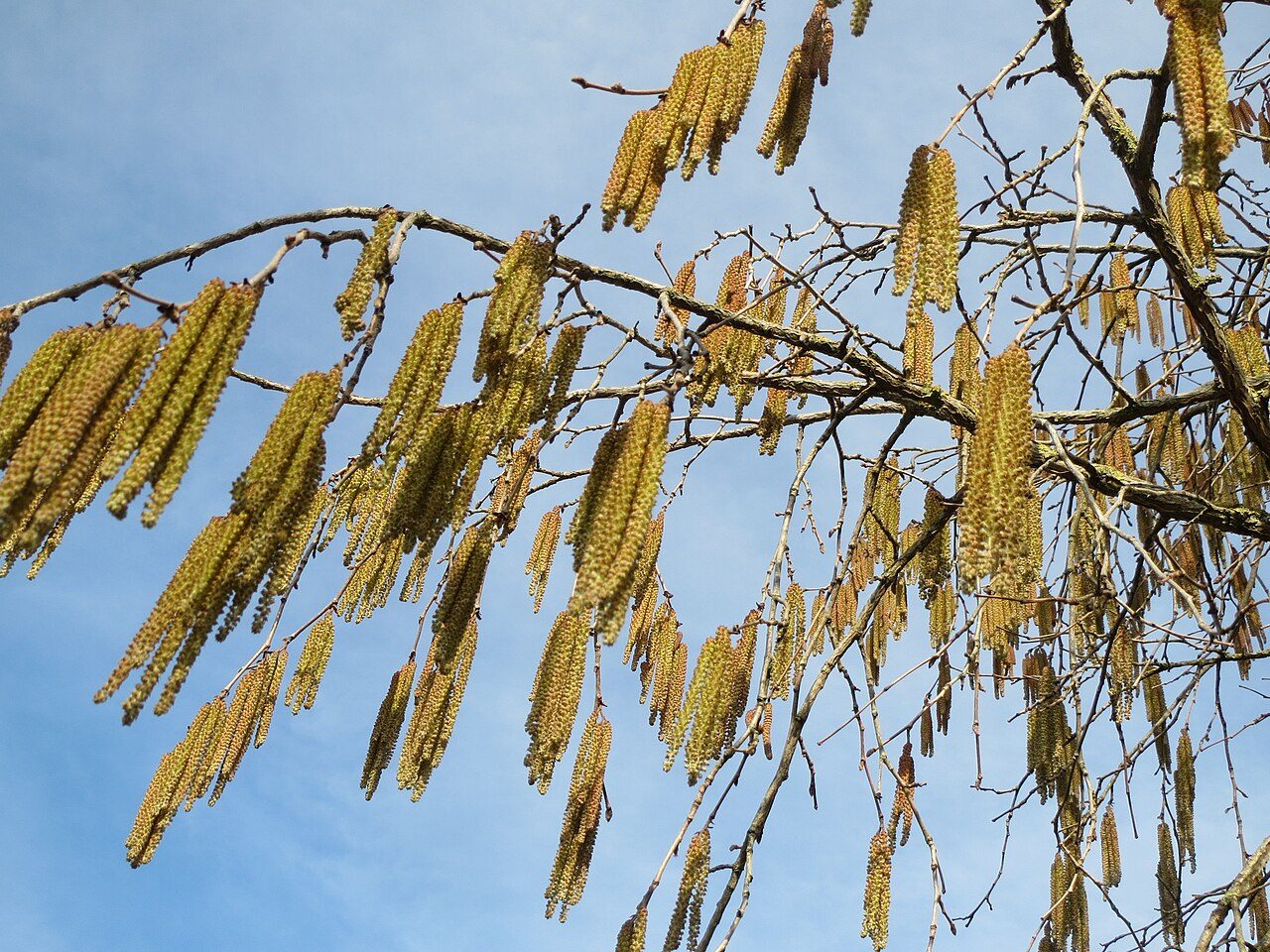 Corylus colurna