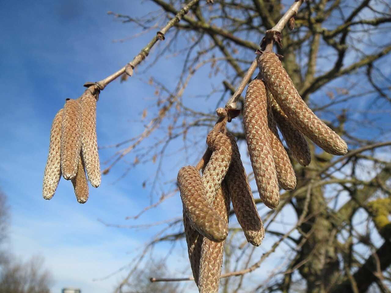Corylus colurna 2