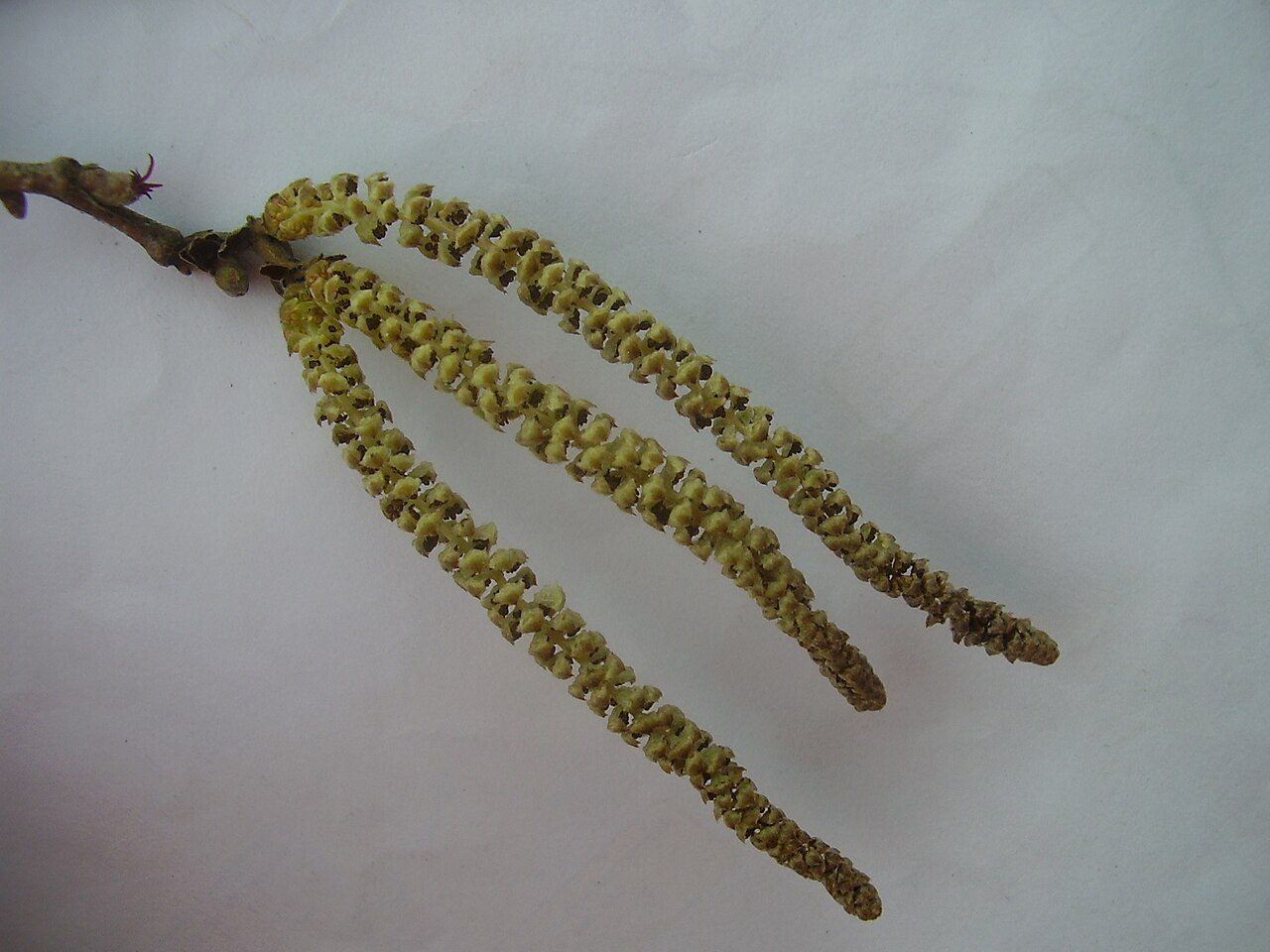 Corylus colurna 3