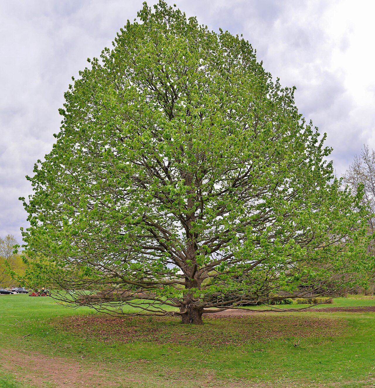 Corylus colurna 4