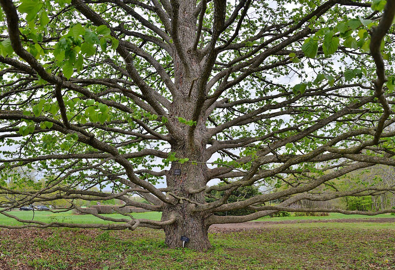 Corylus colurna 5
