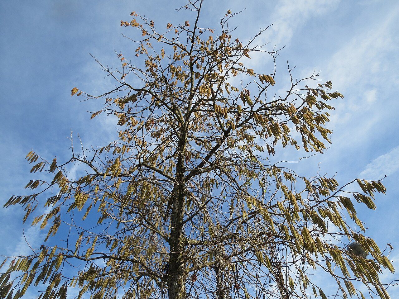 Corylus colurna 7