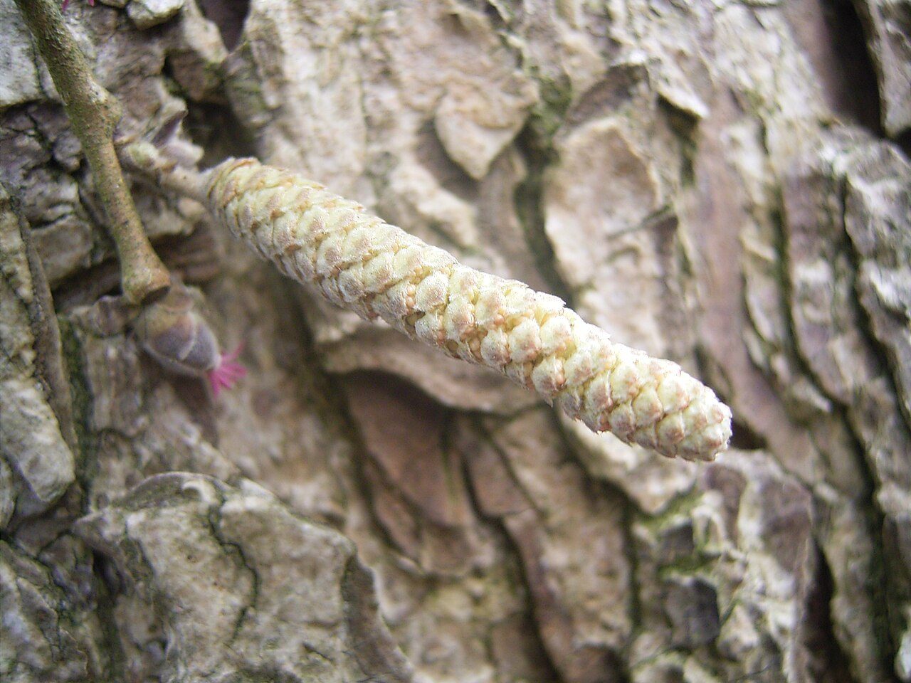 Corylus colurna 8