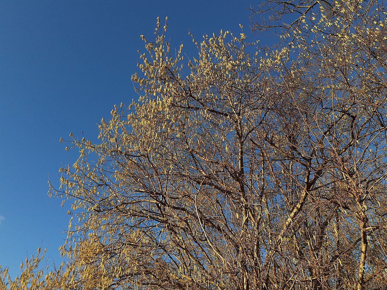 Corylus colurna 9