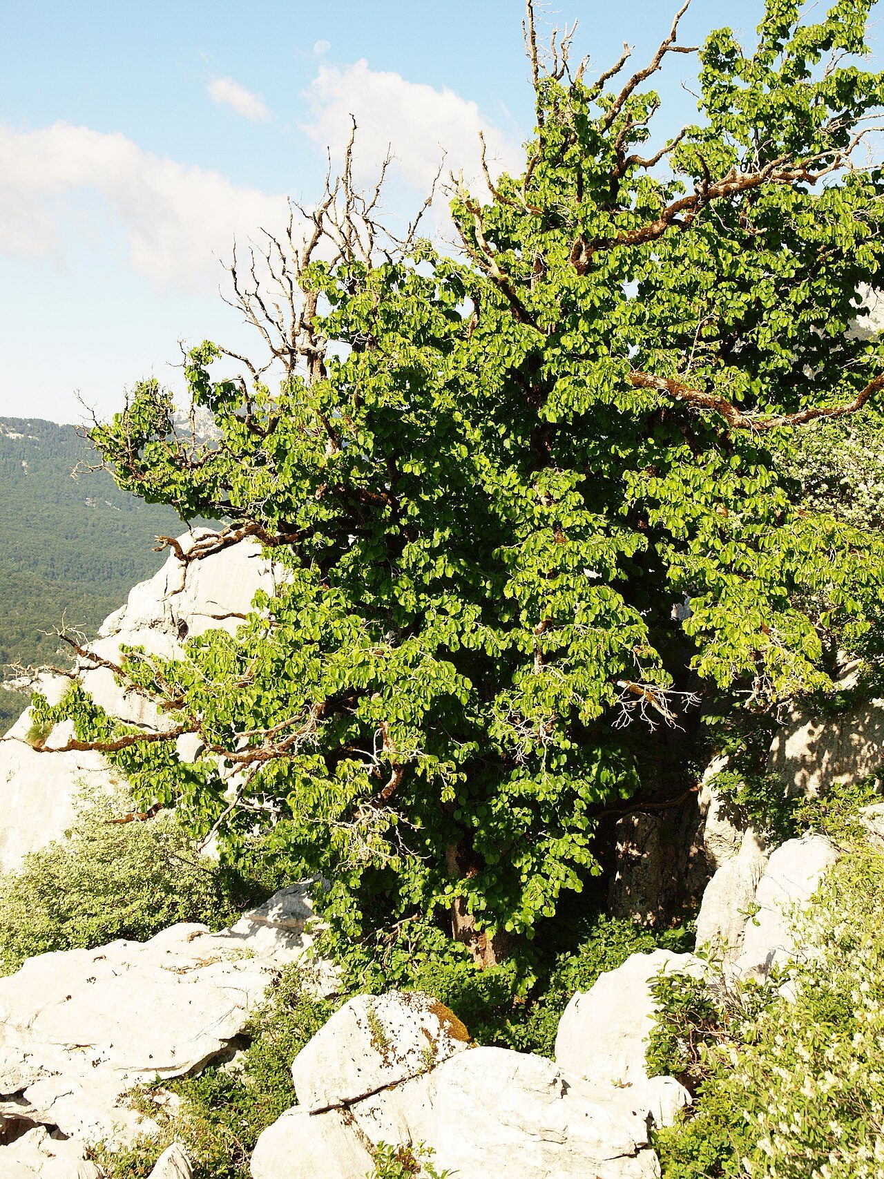 Corylus colurna 10