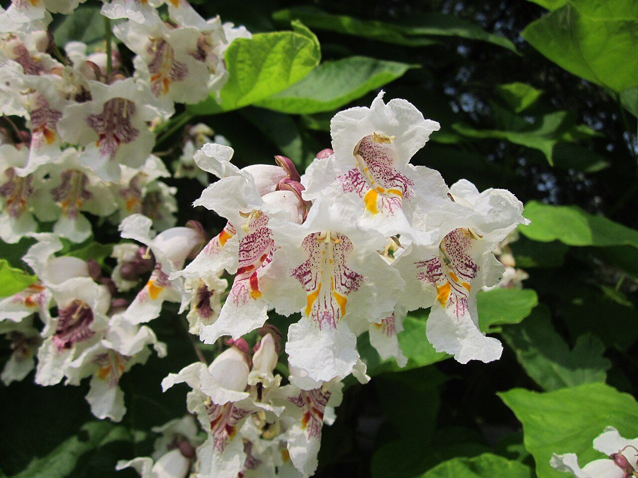 Catalpa bignonioides