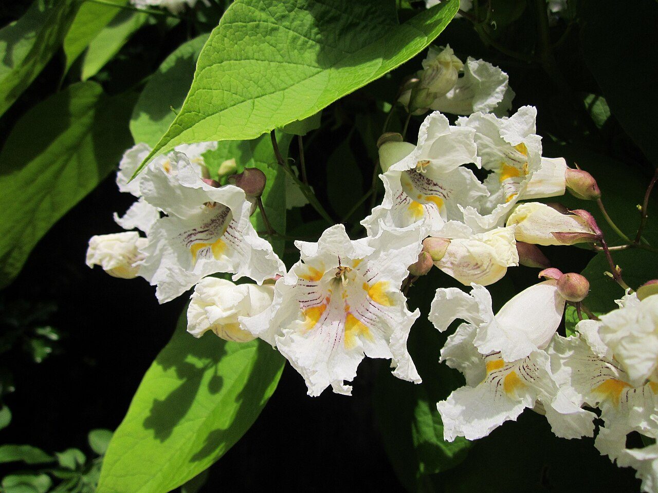Catalpa bignonioides 2