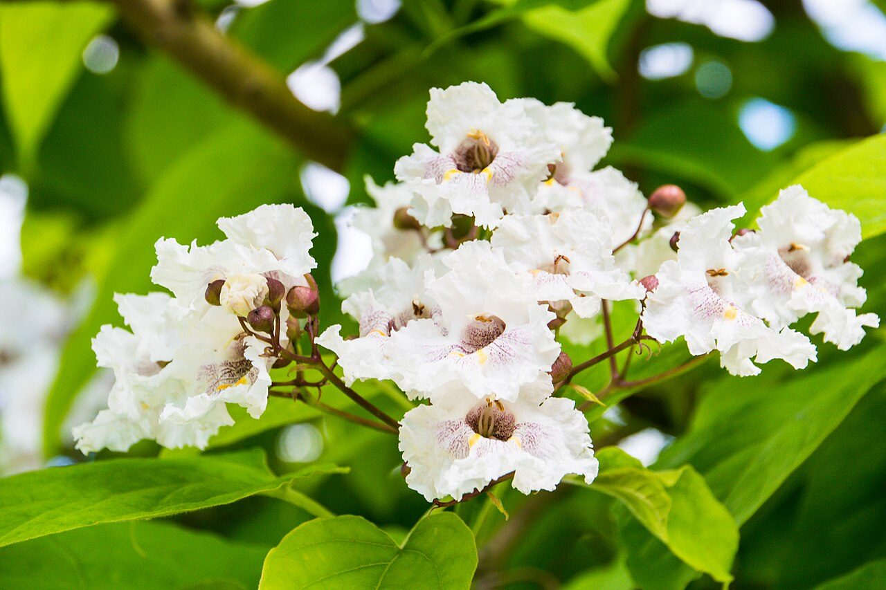 Catalpa bignonioides 3