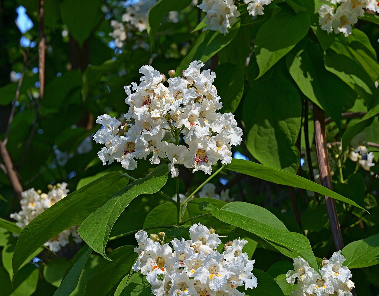 Catalpa bignonioides 4