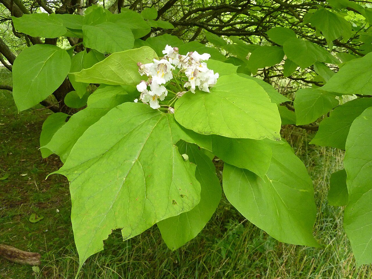 Catalpa bignonioides 6