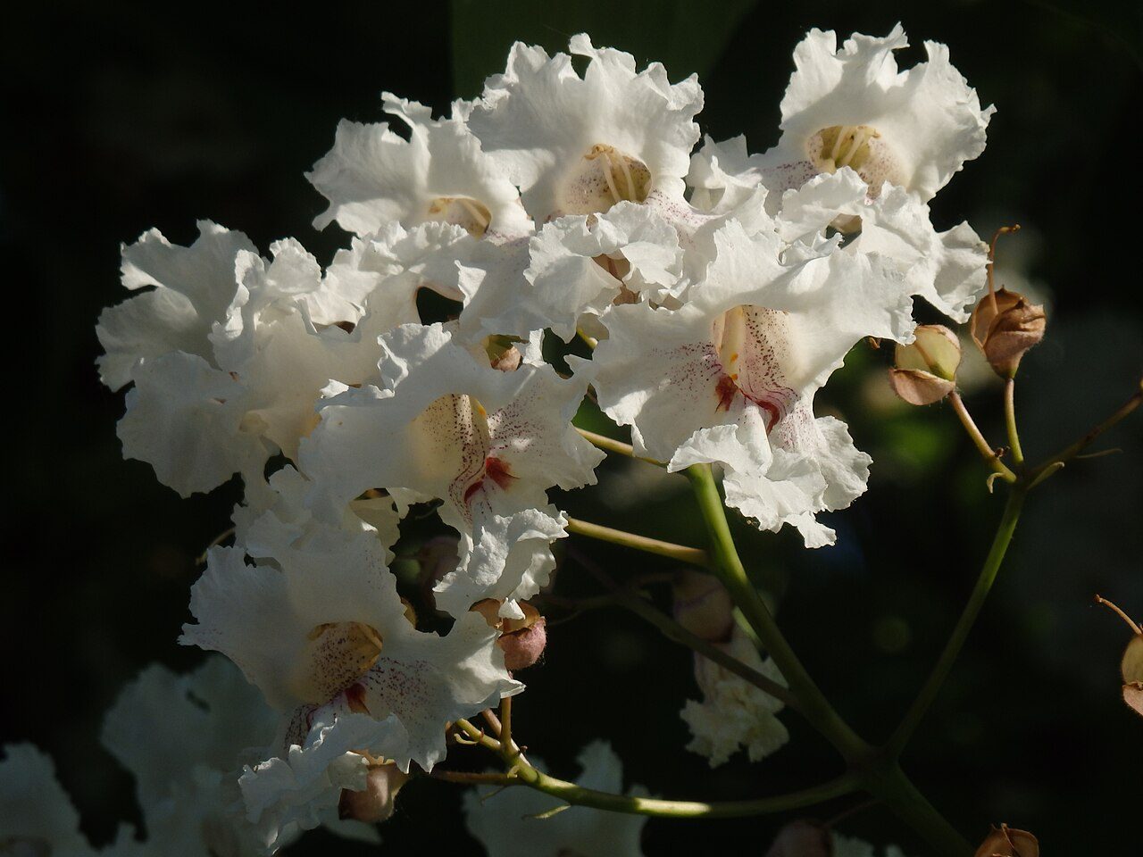 Catalpa bignonioides 5