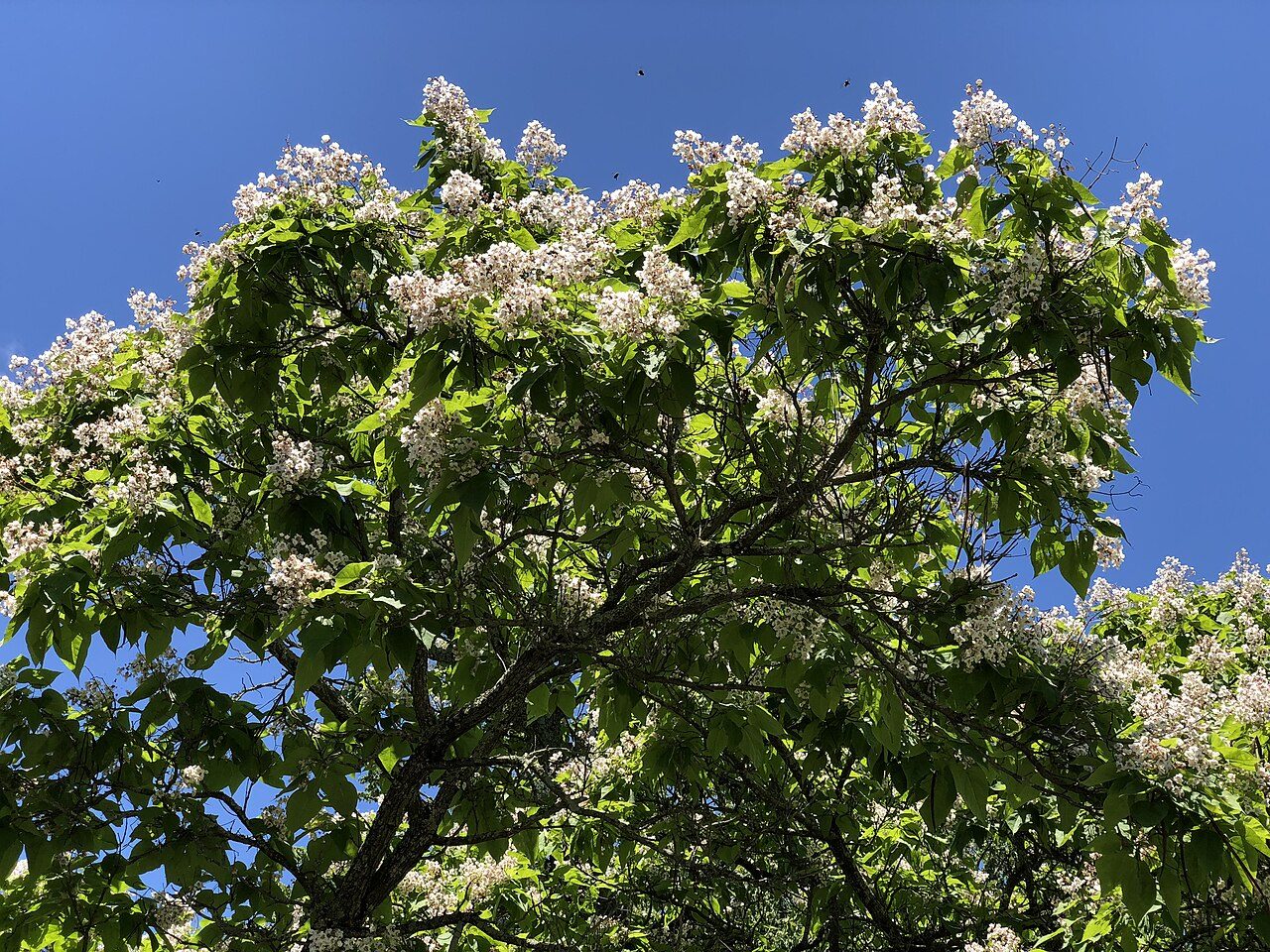 Catalpa bignonioides 7