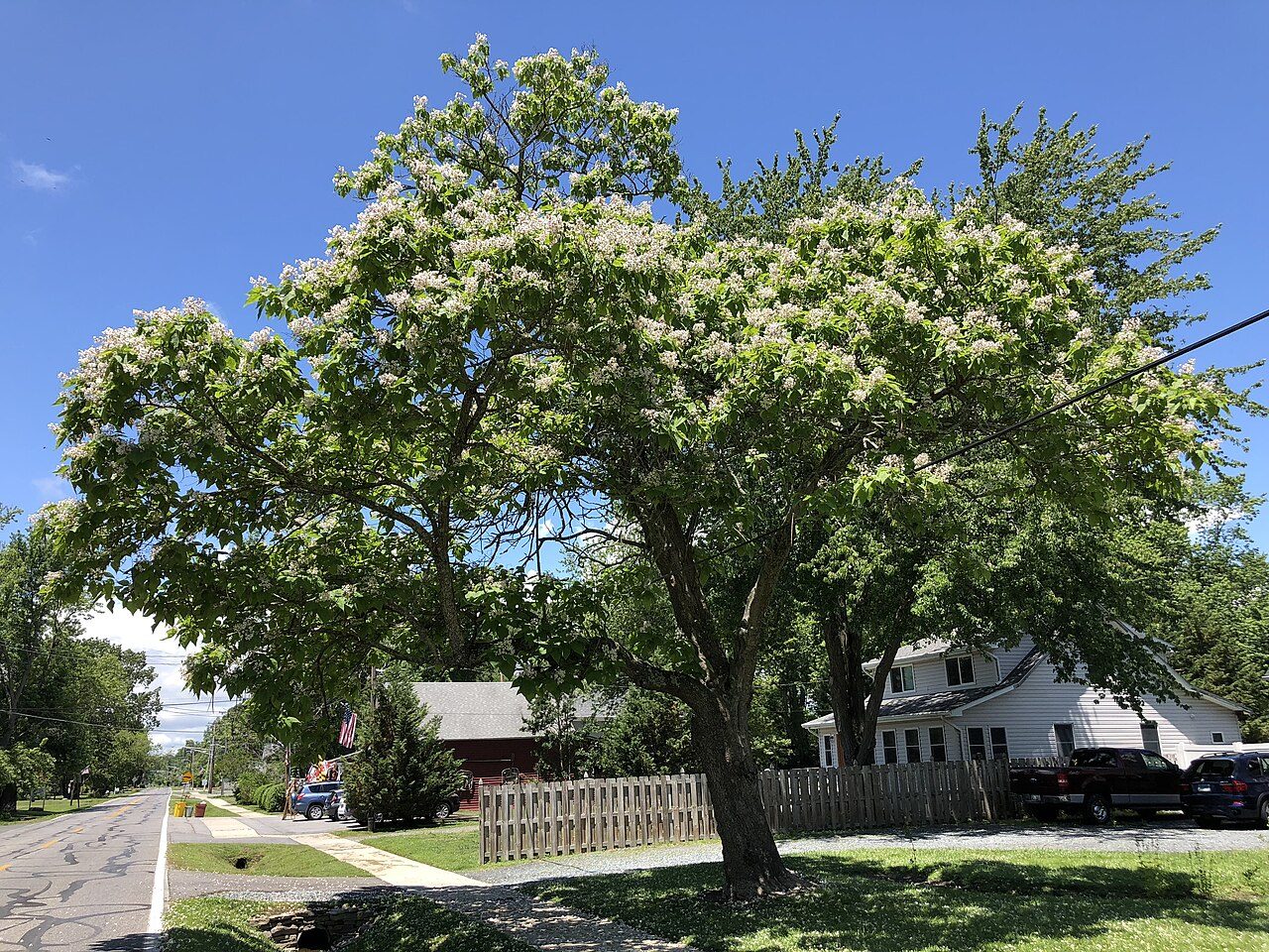 Catalpa bignonioides 8