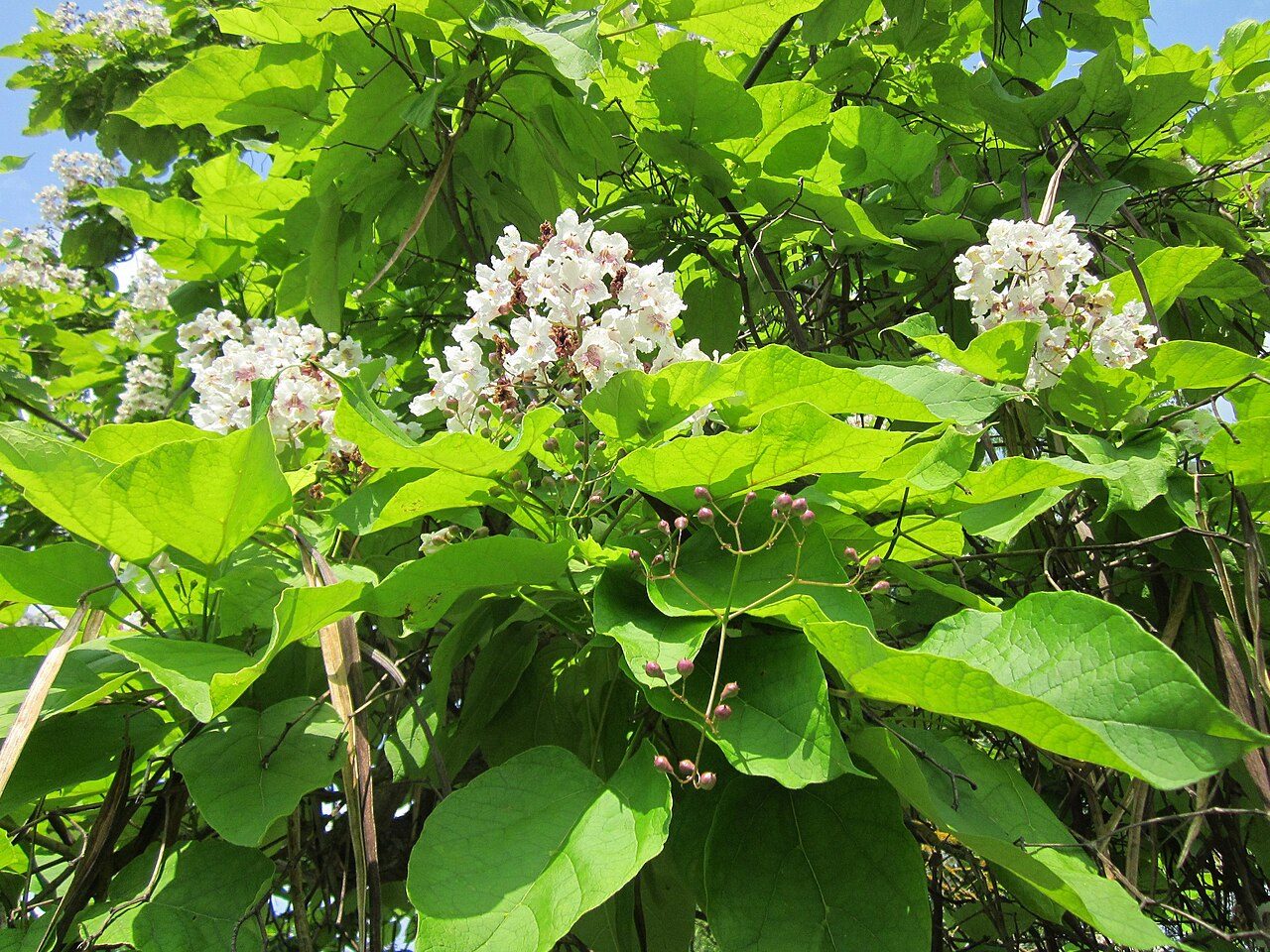 Catalpa bignonioides 9