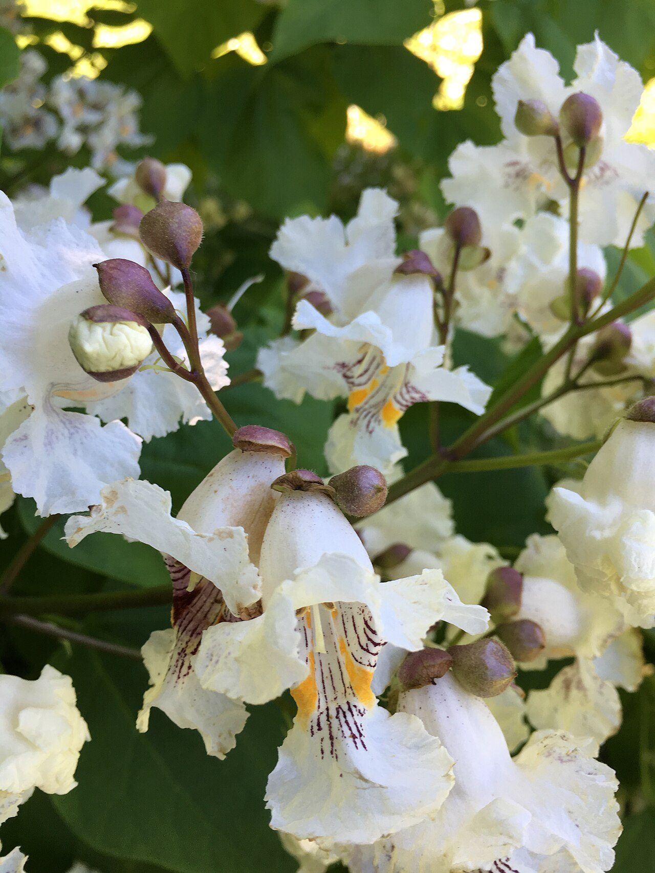 Catalpa bignonioides 10