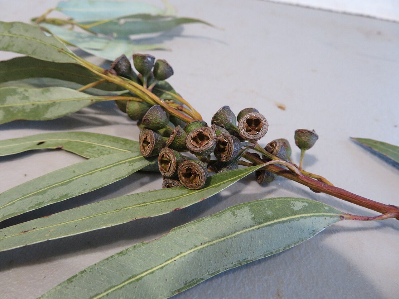 Eucalyptus grandis