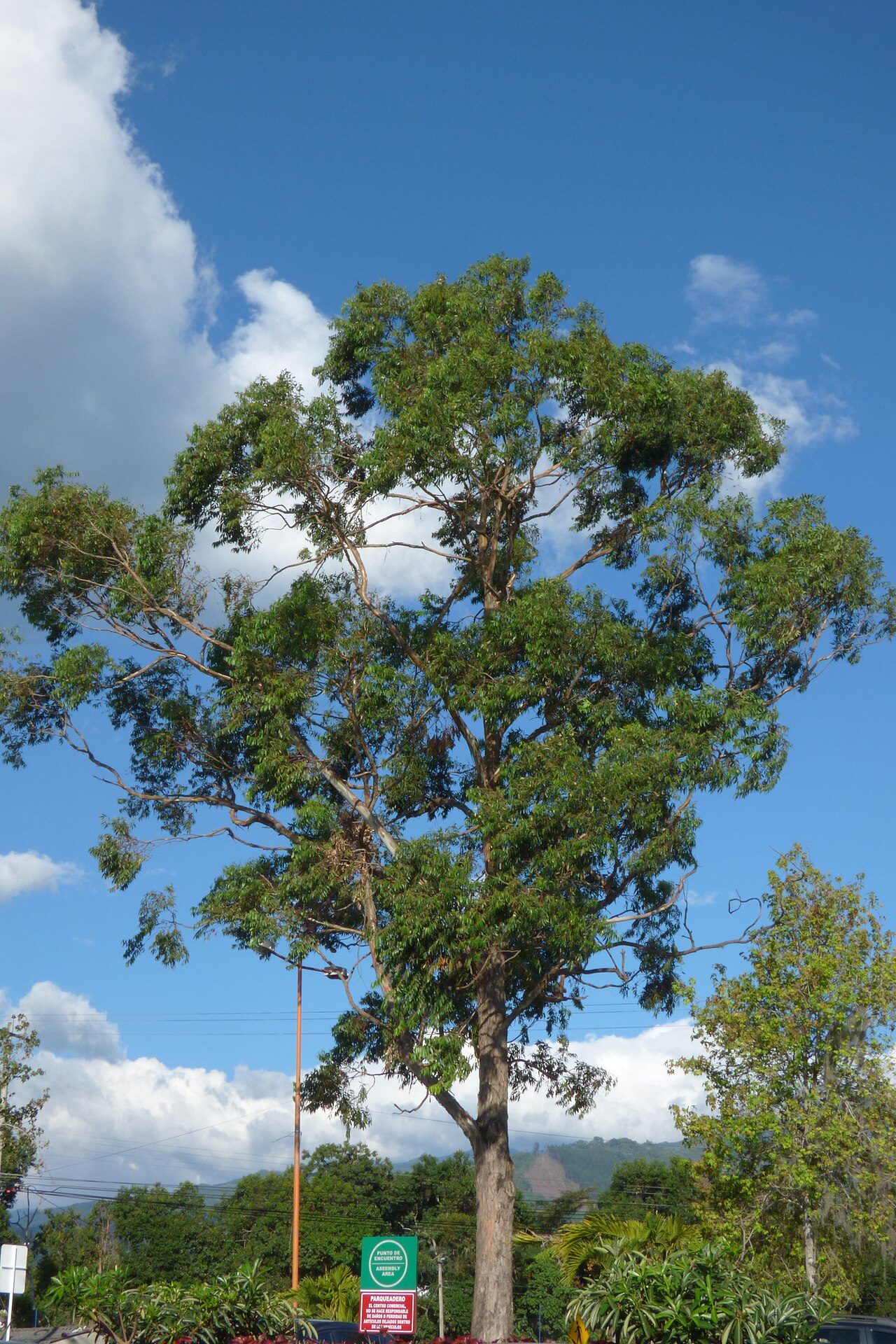 Eucalyptus grandis 2