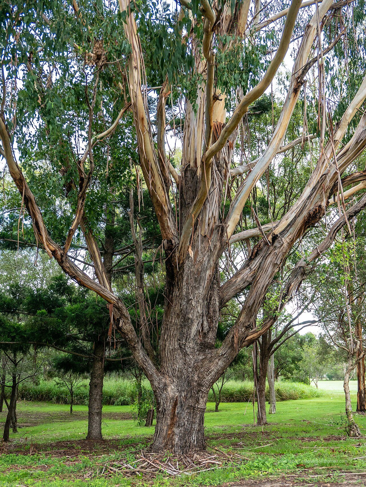 Eucalyptus grandis 3