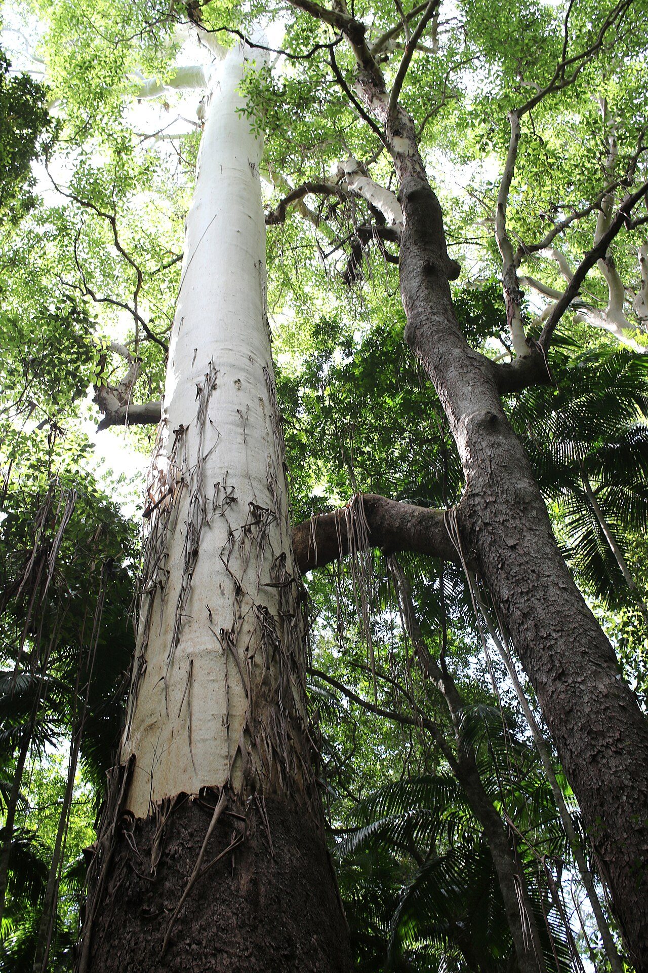 Eucalyptus grandis 4