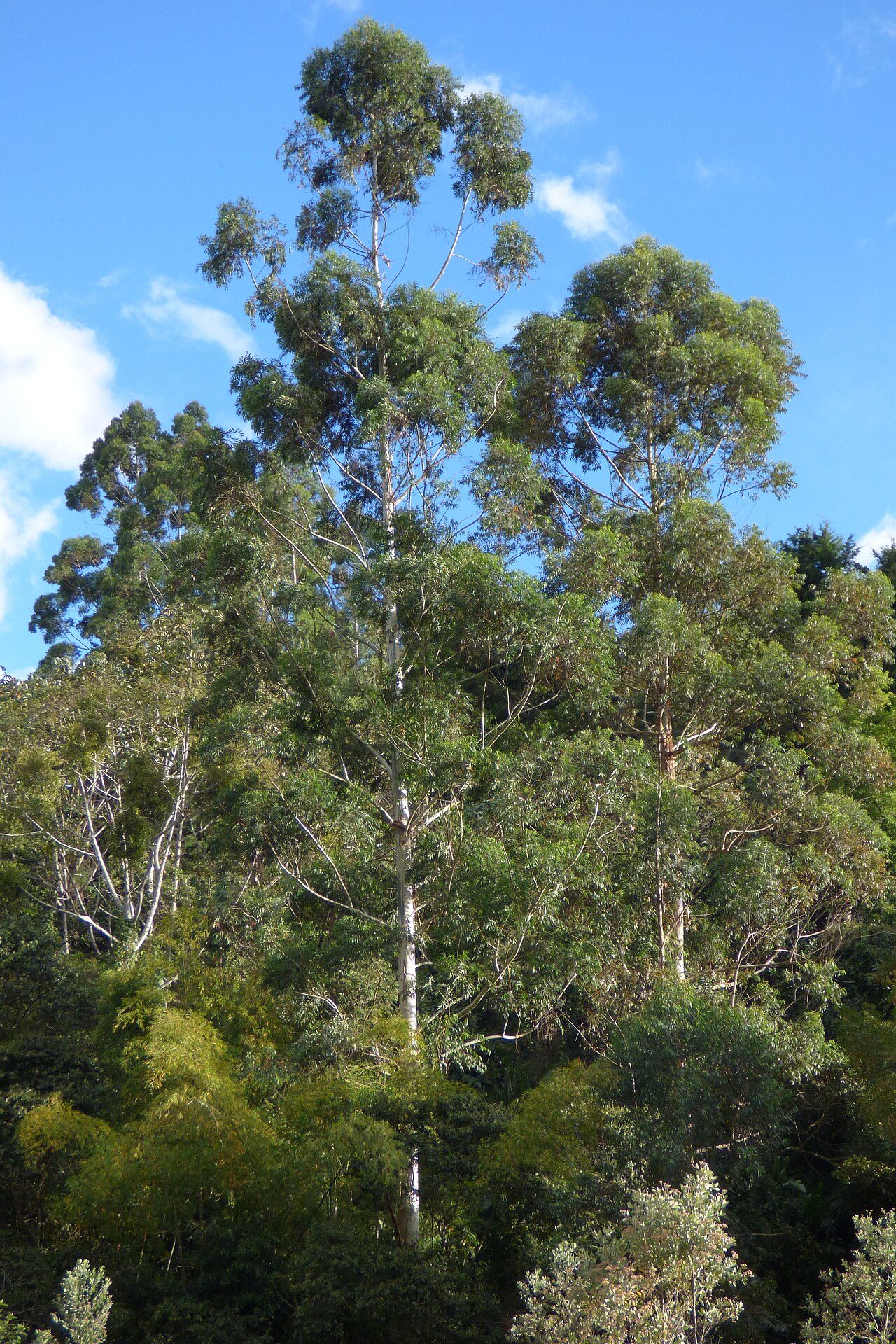 Eucalyptus grandis 5