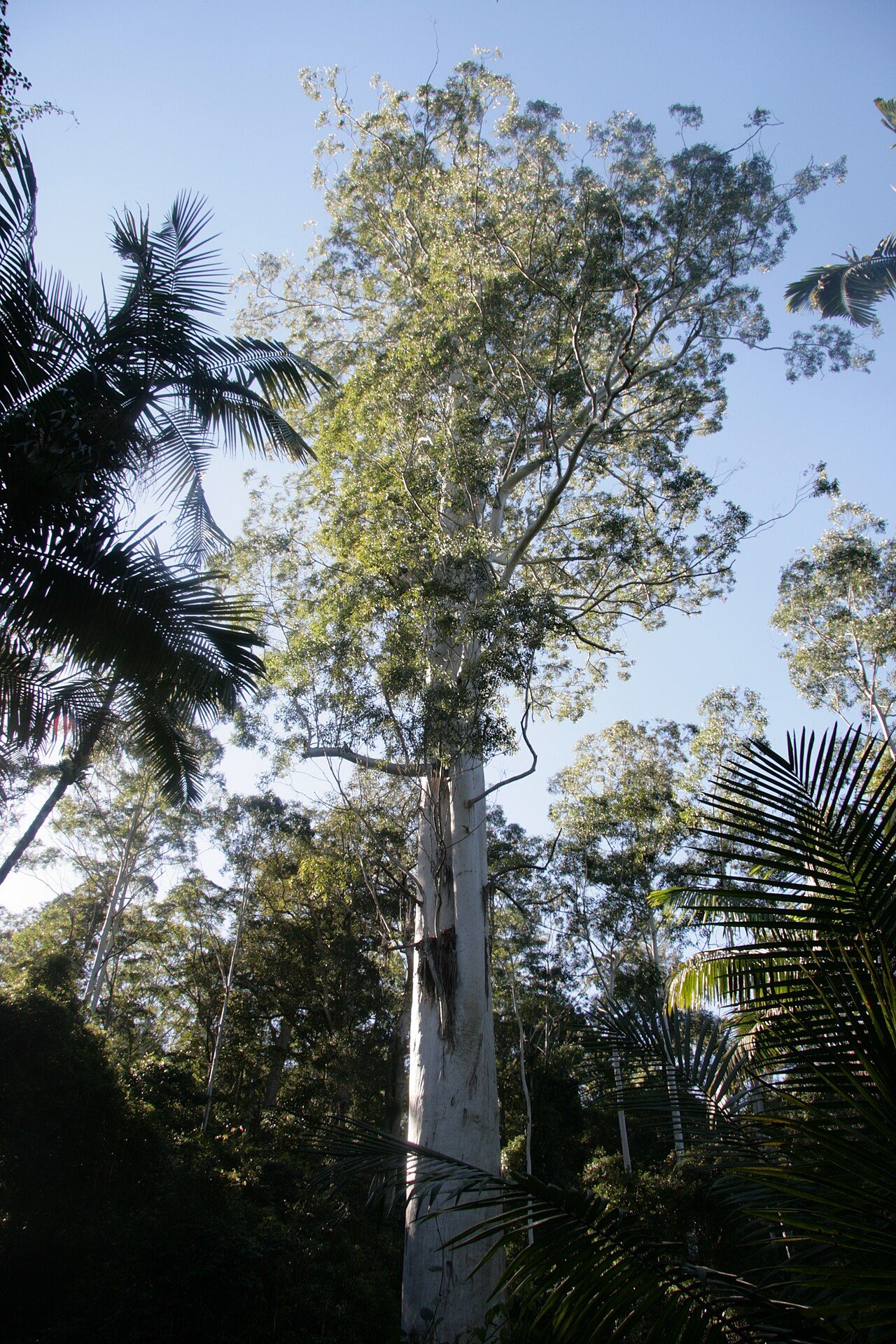 Eucalyptus grandis 6