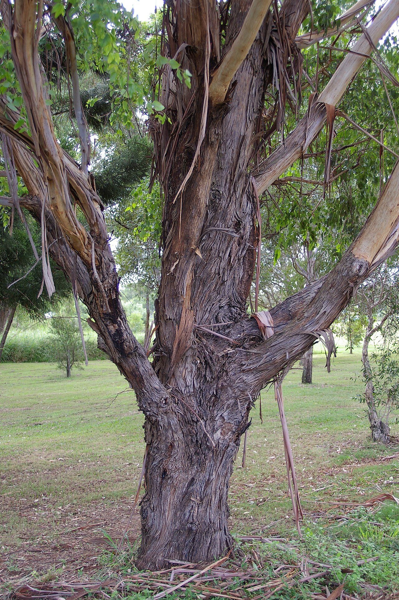 Eucalyptus grandis 7
