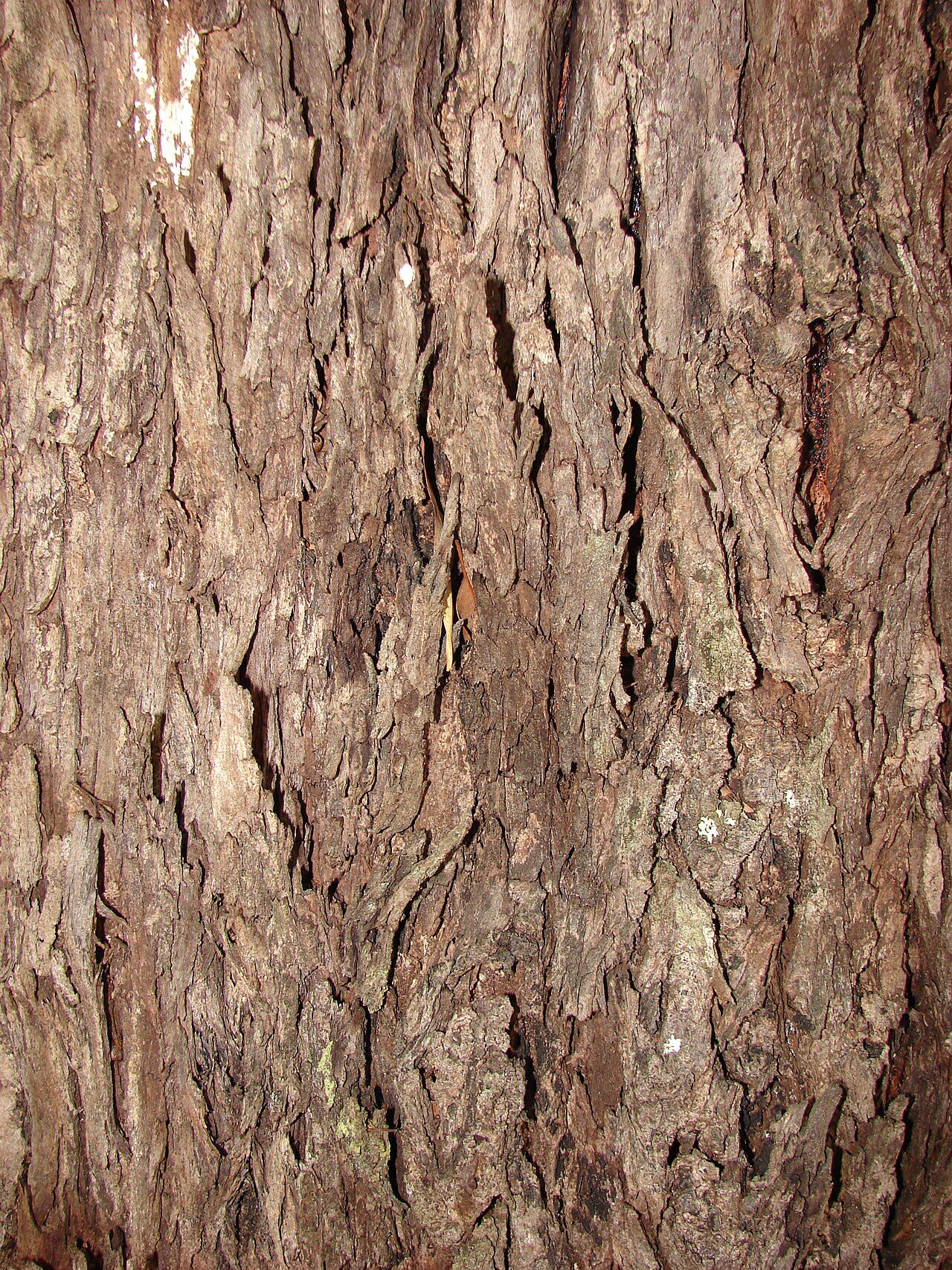 Eucalyptus grandis 8
