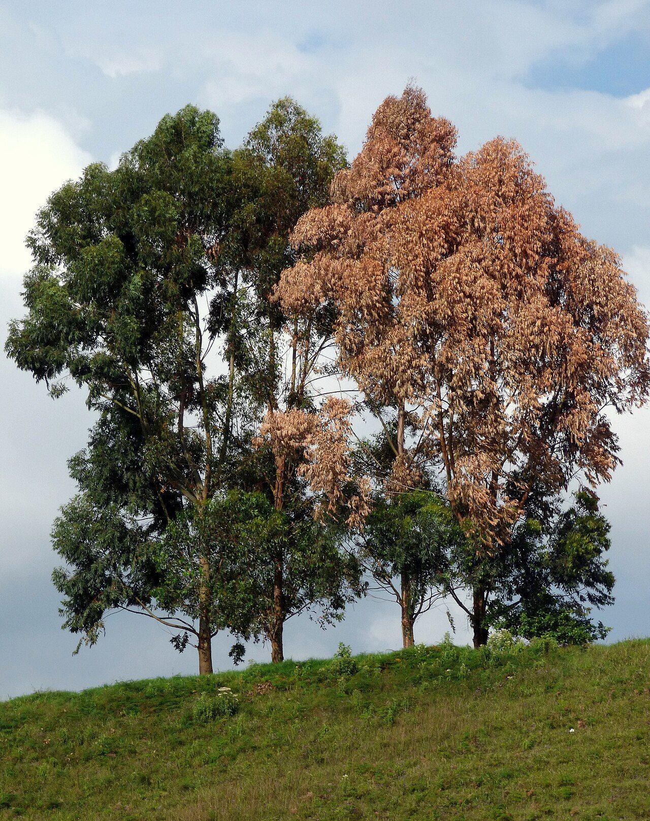 Eucalyptus grandis 9
