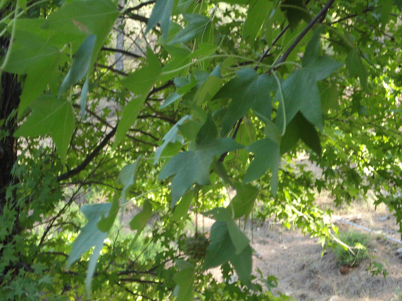 Orientalischer Amberbaum 3