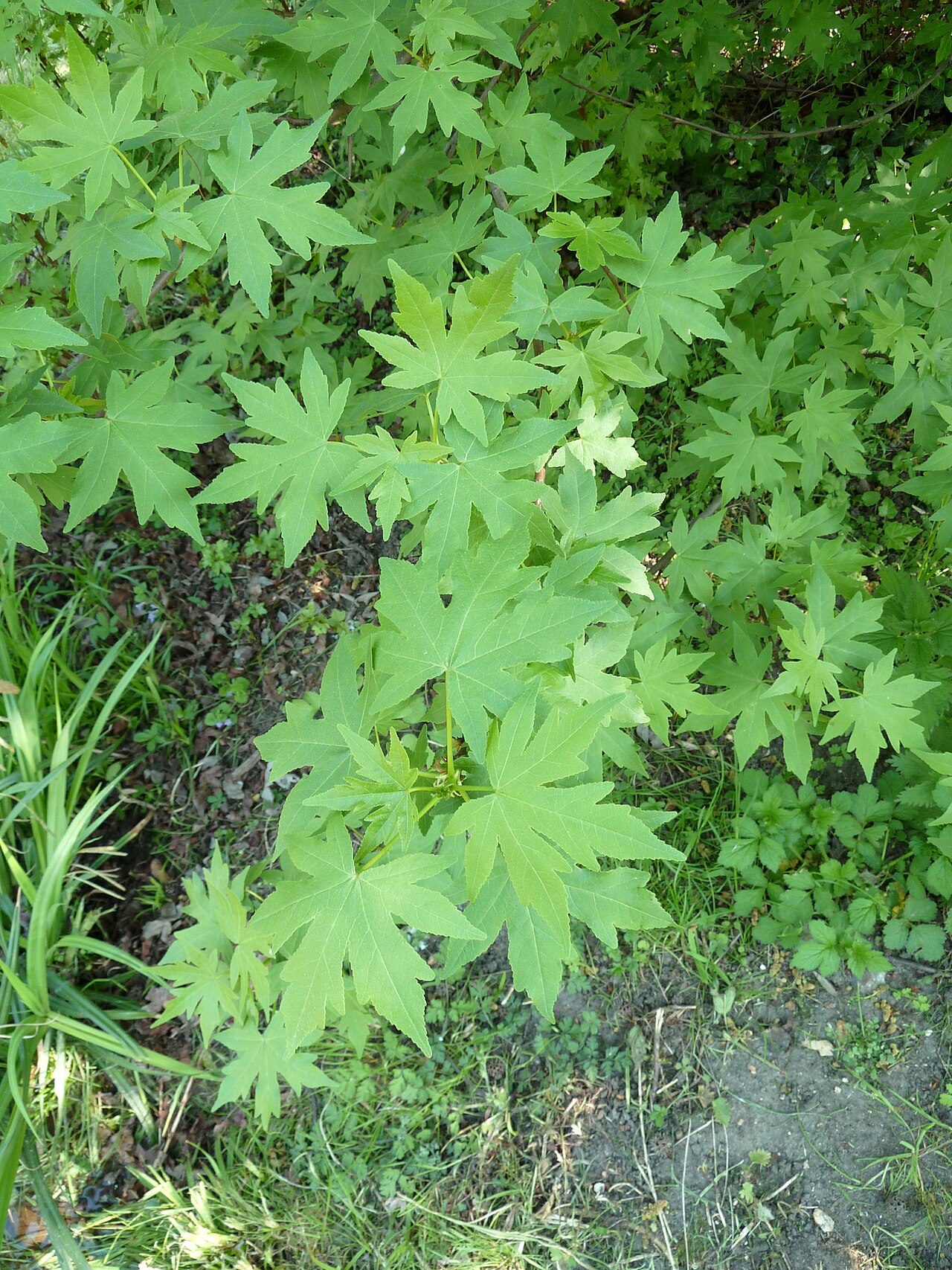 Orientalischer Amberbaum 4
