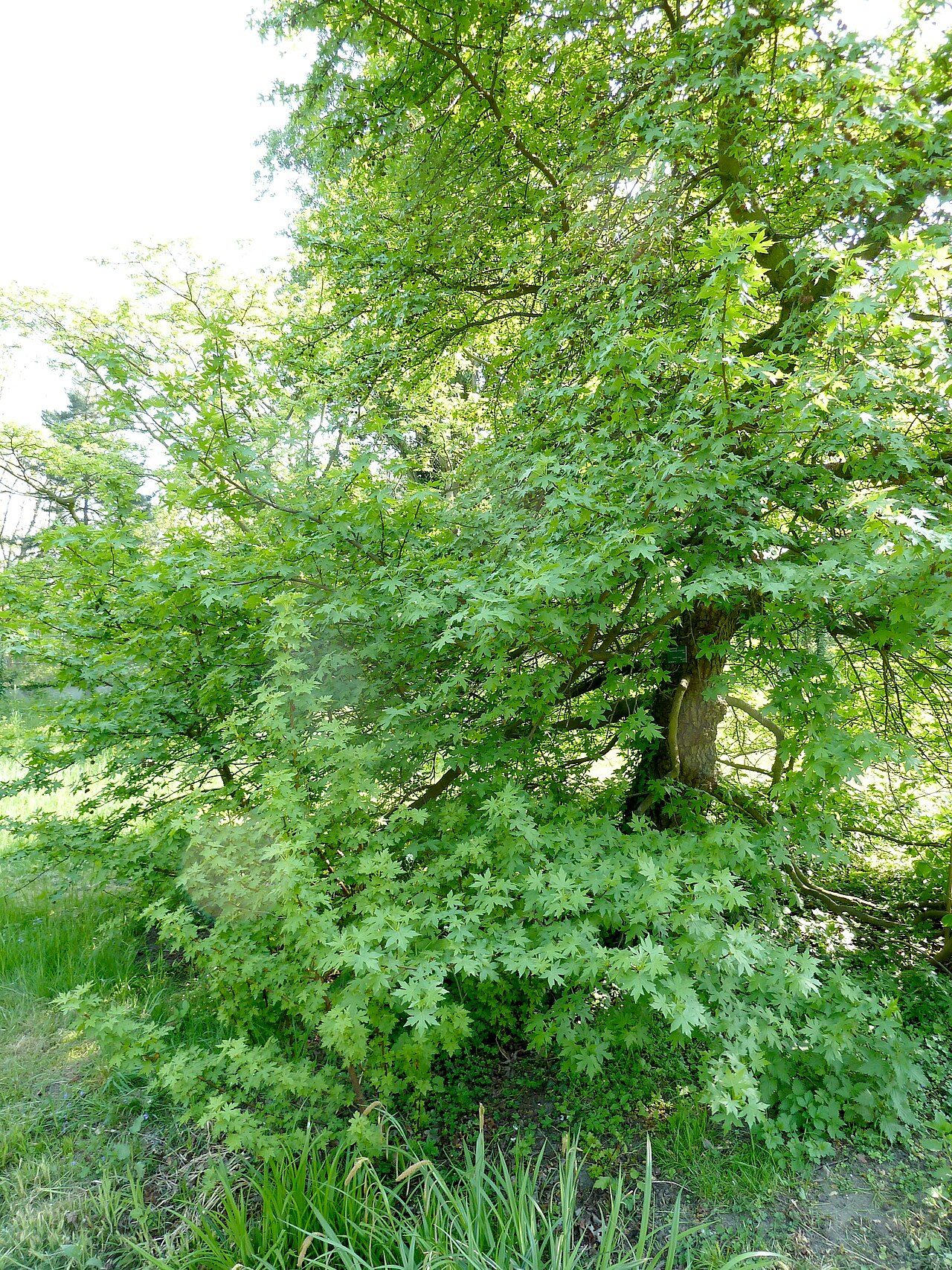 Orientalischer Amberbaum 5