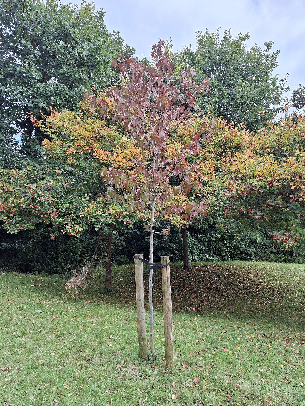 Orientalischer Amberbaum 9