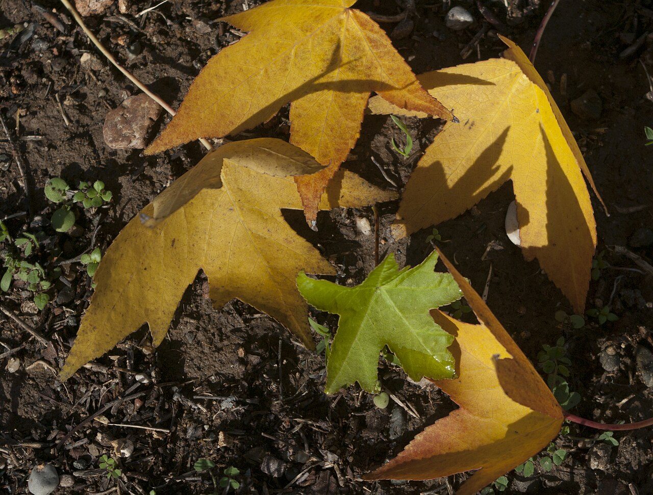 Orientalischer Amberbaum 10
