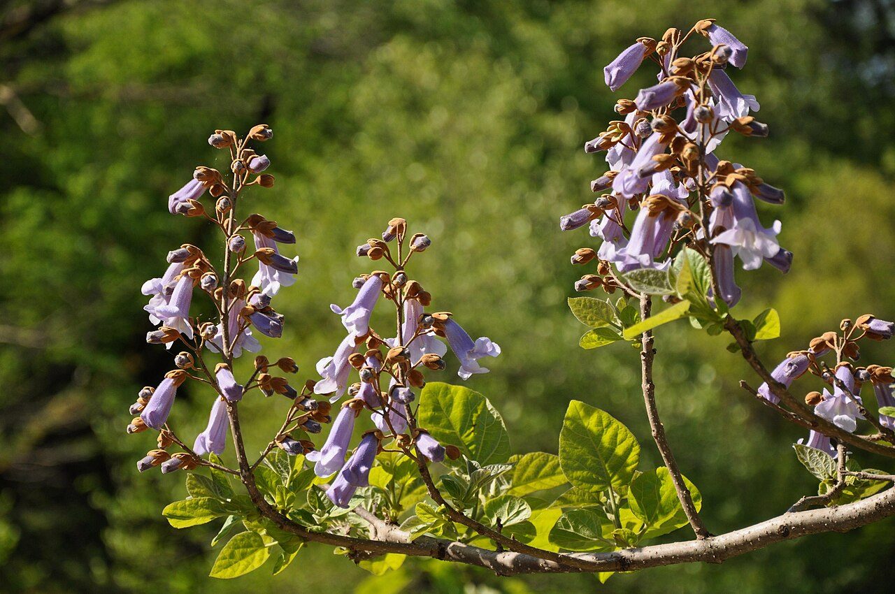 Paulonia 2