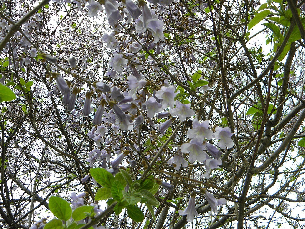 Paulonia 3