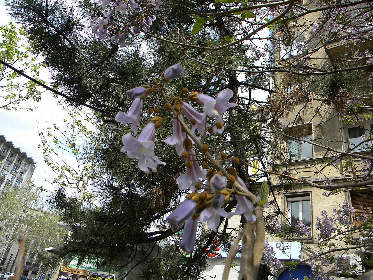 Paulonia 4