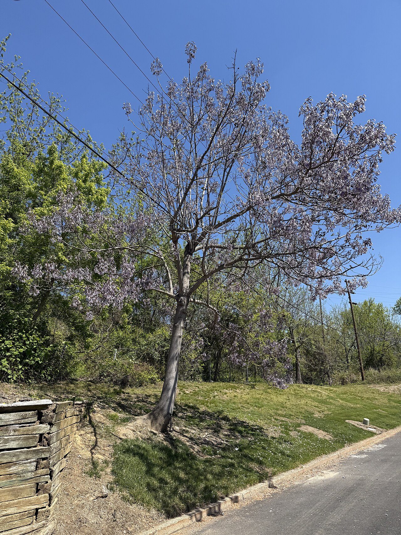 Paulonia 8