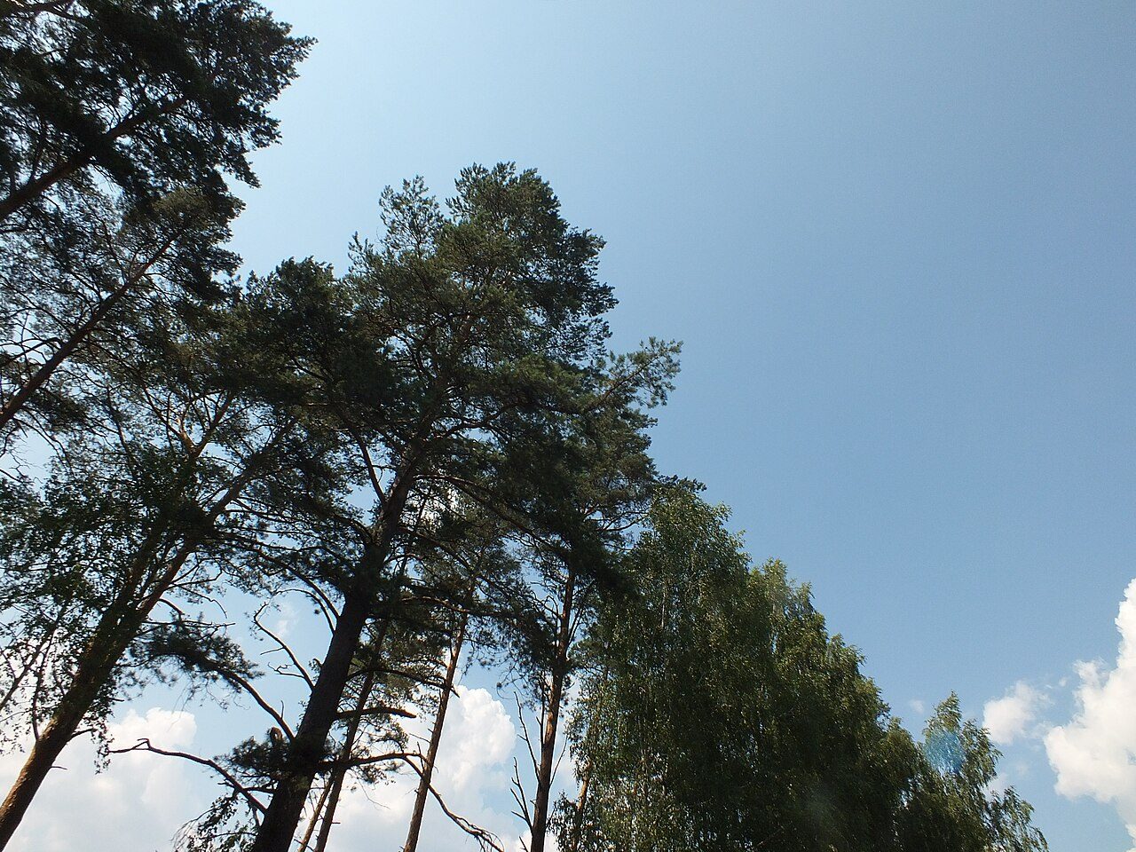 Sarıçam 4