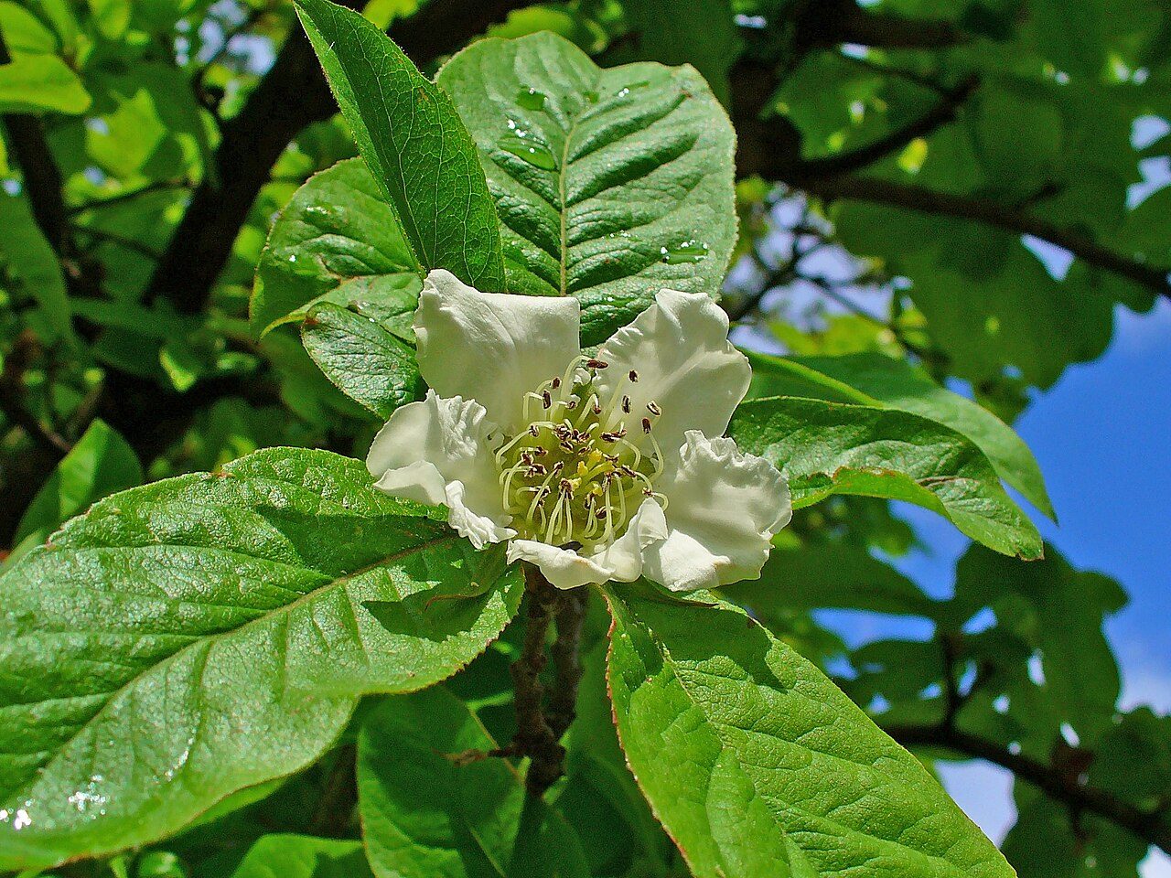 Mespilus germanica