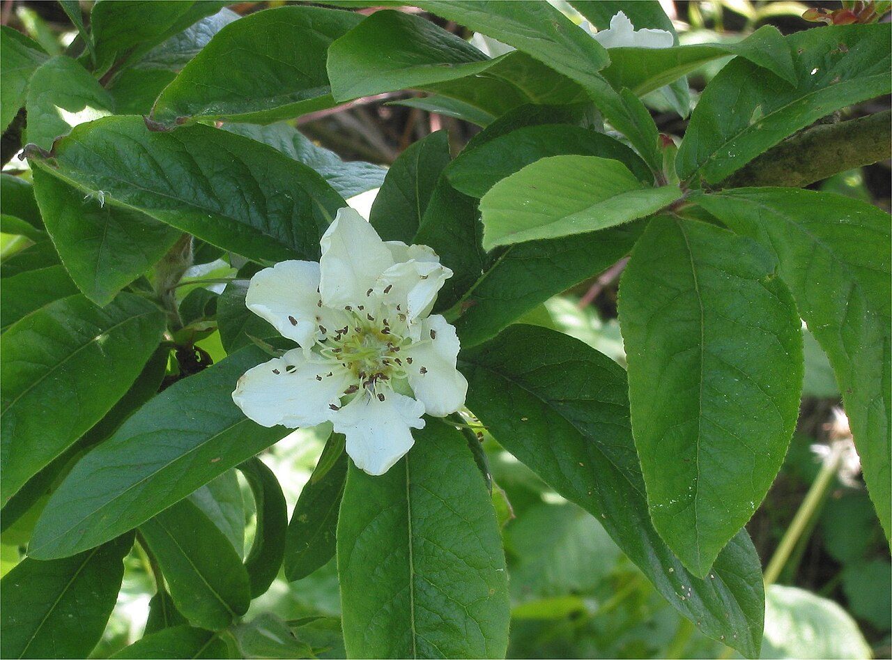 Mespilus germanica 2