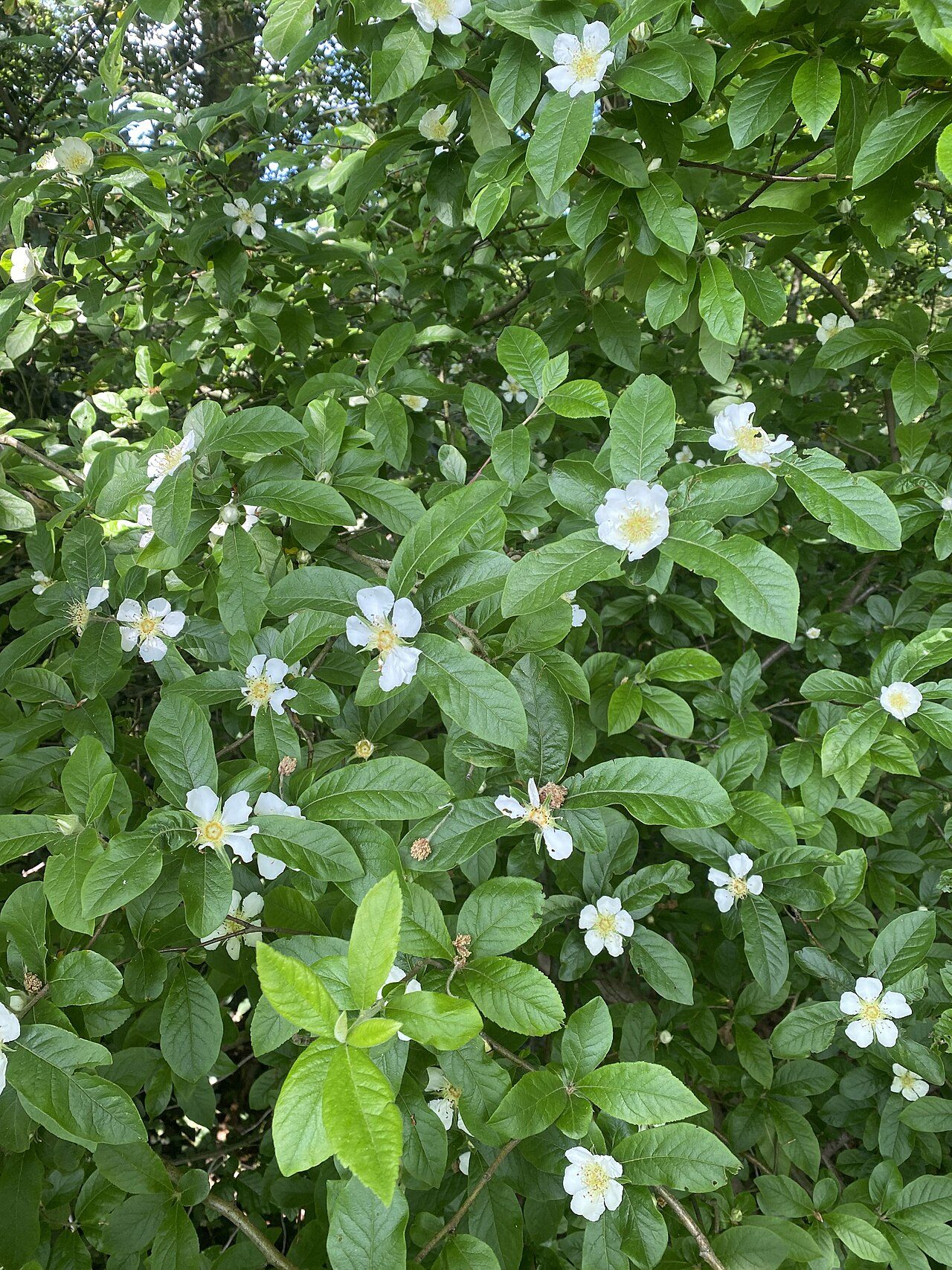 Mespilus germanica 3