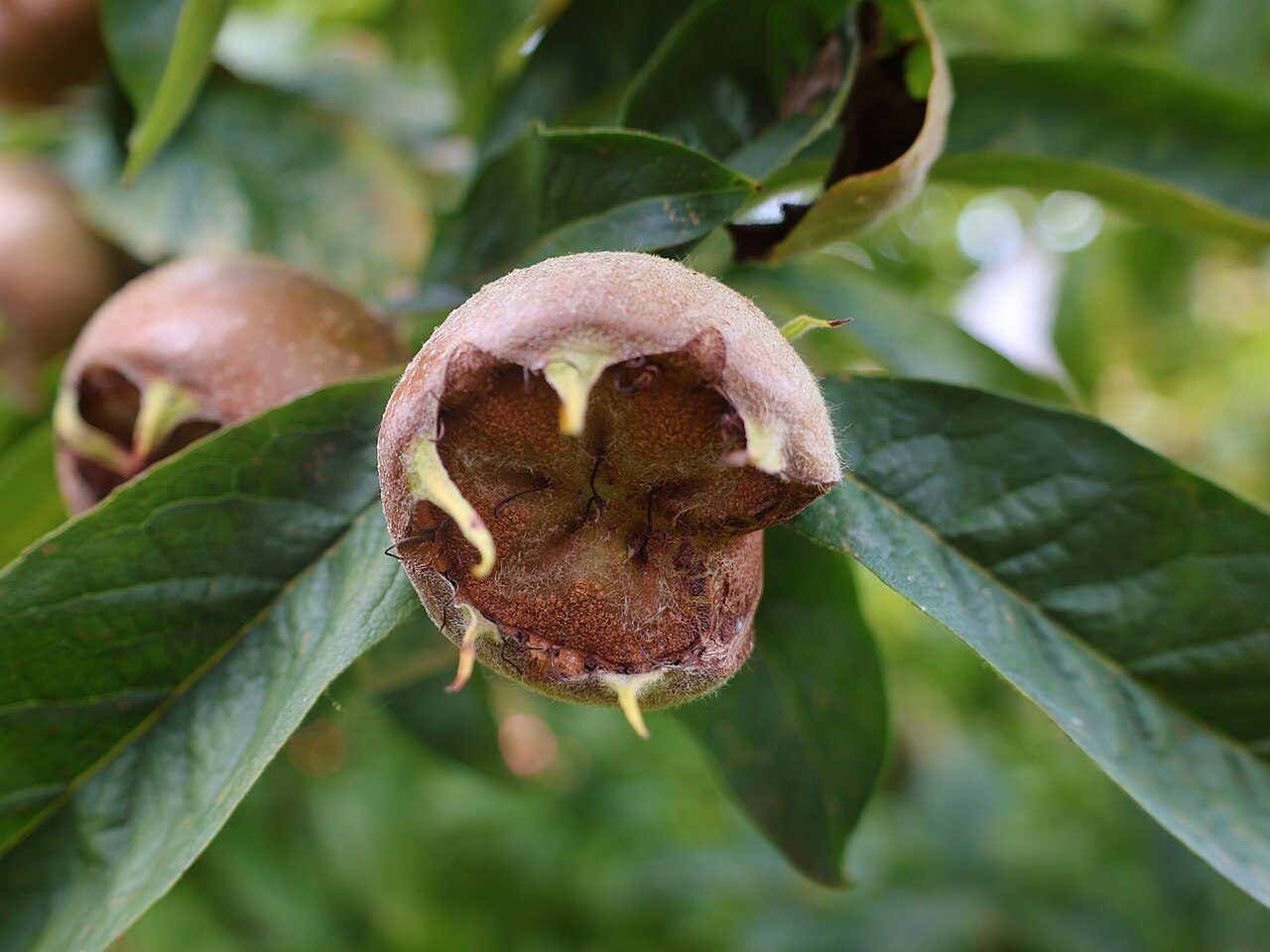 Mespilus germanica 4